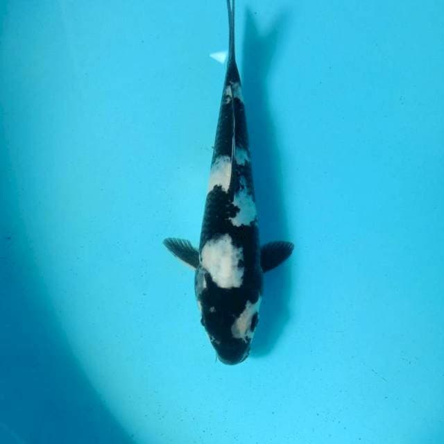 Shiro finish, 18 cm