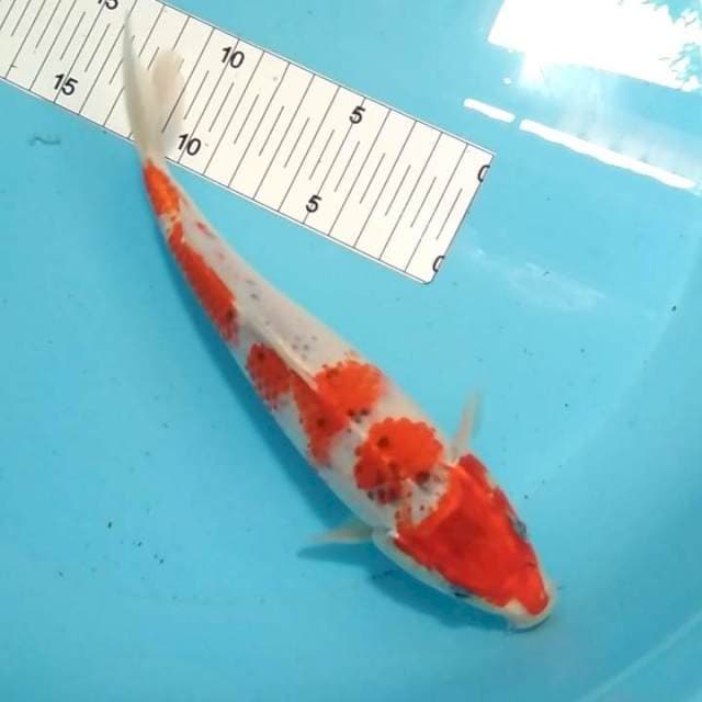 Goshiki 25bu