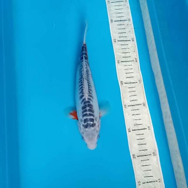 Susui 27cm