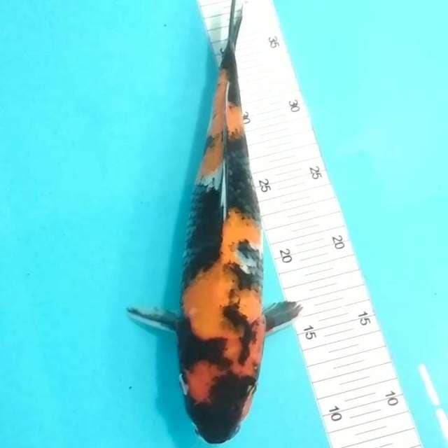 Hi showa 30cm