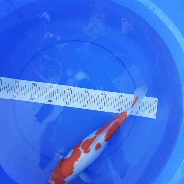 Kohaku doitsu 38 cm