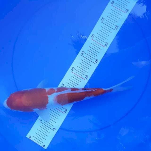 Sanke 32 cm