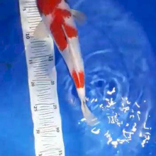 Sanke 31 cm