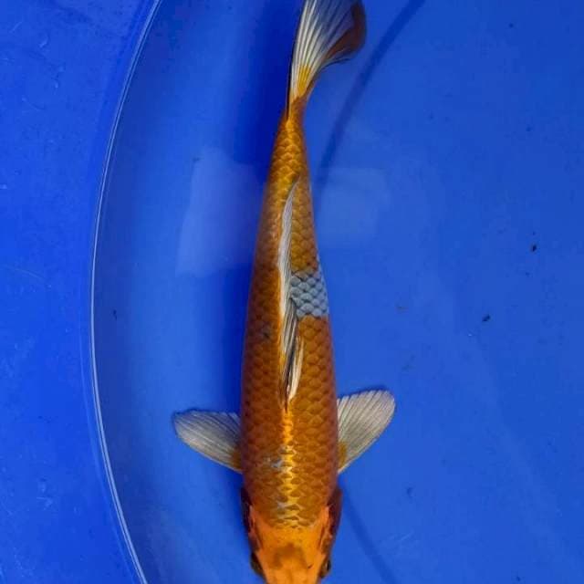 Hariwake 28