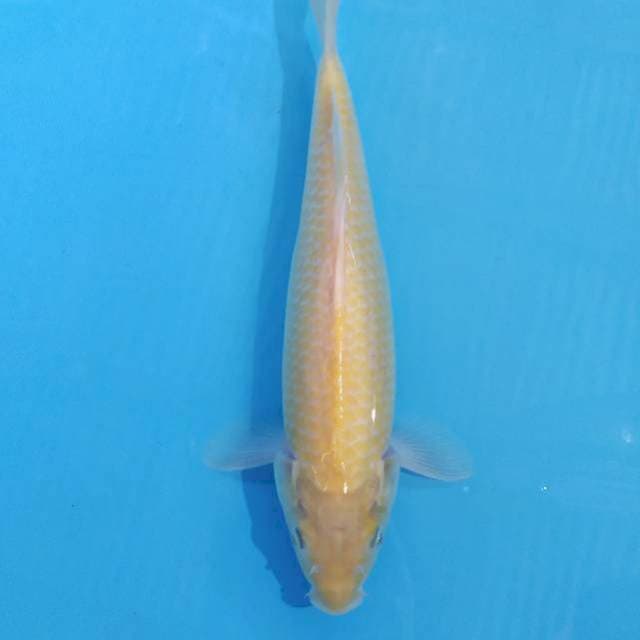 Karashi mulus