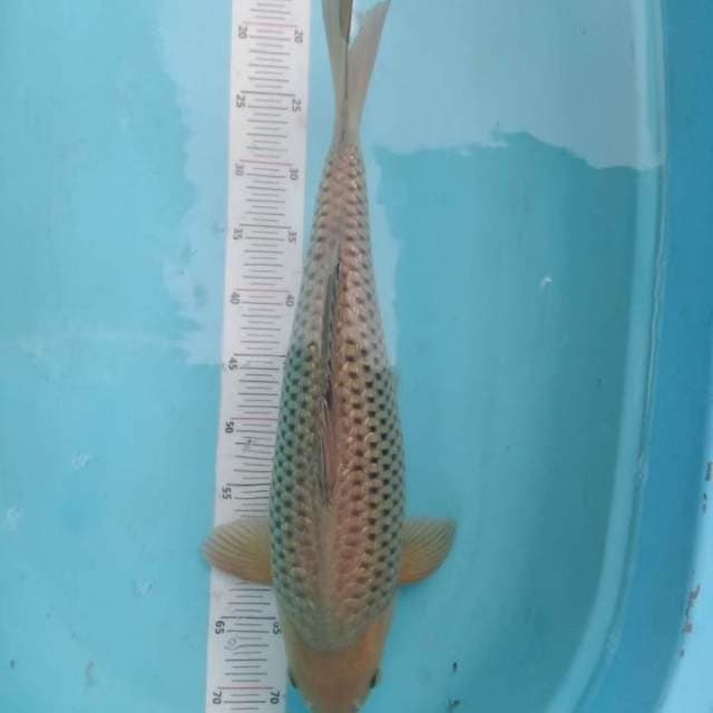 Soragoi 50cm punuk