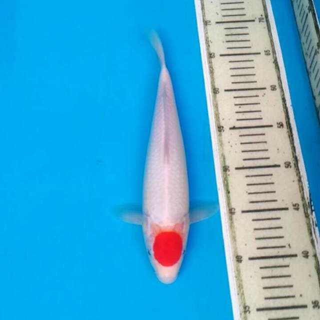 Tancho Kohaku 30cm HQ