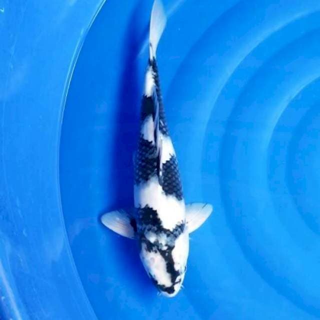 SHIRO 40 CM MALE