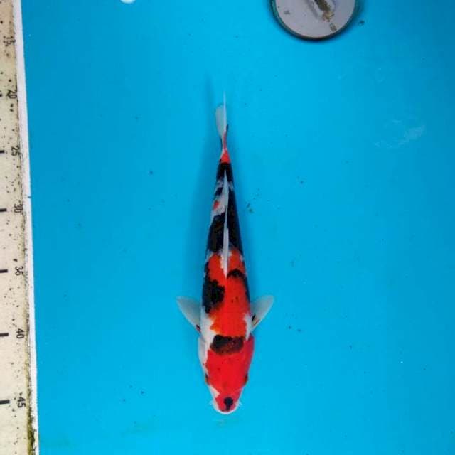 Showa Sanshoku 25cm
