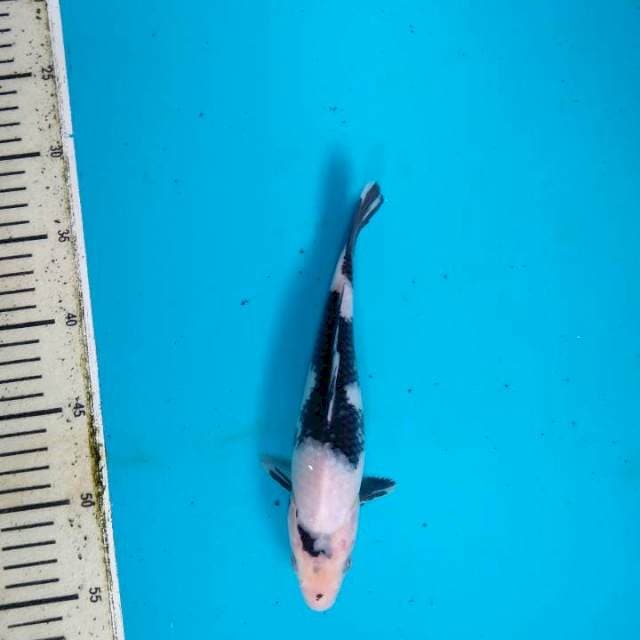 Shiro Utsuri muyus 23cm