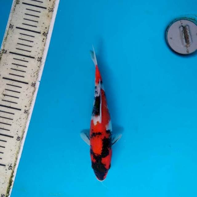 Showa Sanshoku 24cm