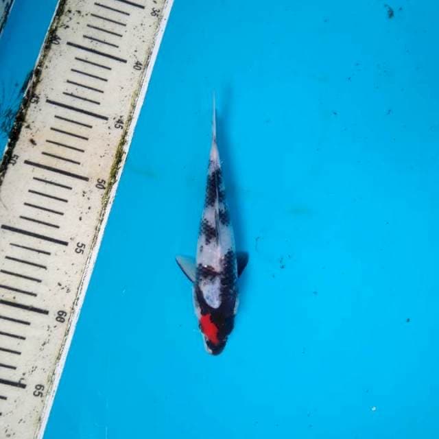 Tancho Showa 19cm