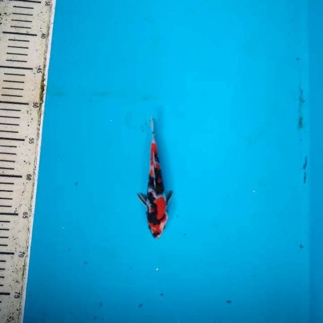 Showa sanshoku 17cm