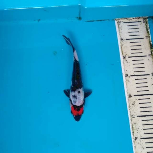Tancho Showa 22cm