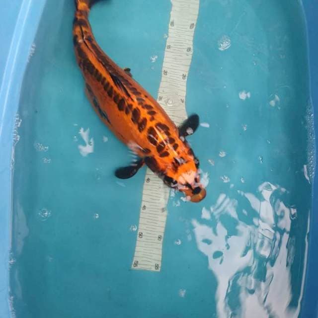KIKO ANTIK 44 female