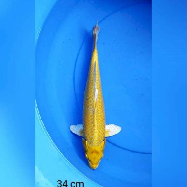 Yamabuki ogon 34 cm