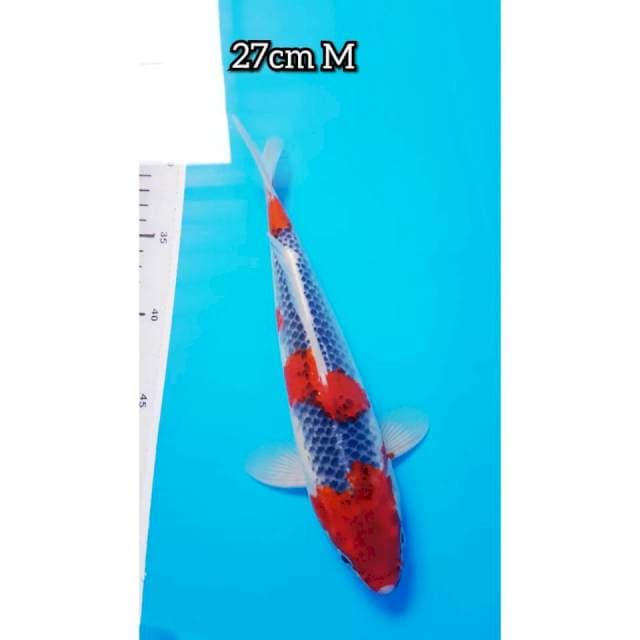 GOSHIKI 27cm JANTAN