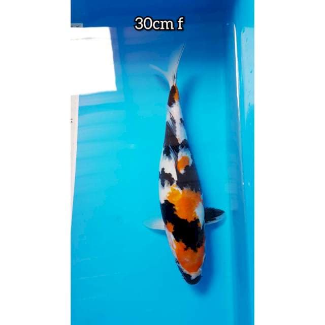 Showa 30cm female