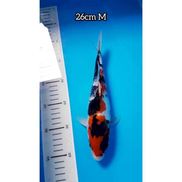 SHOWA 26cm JANTAN