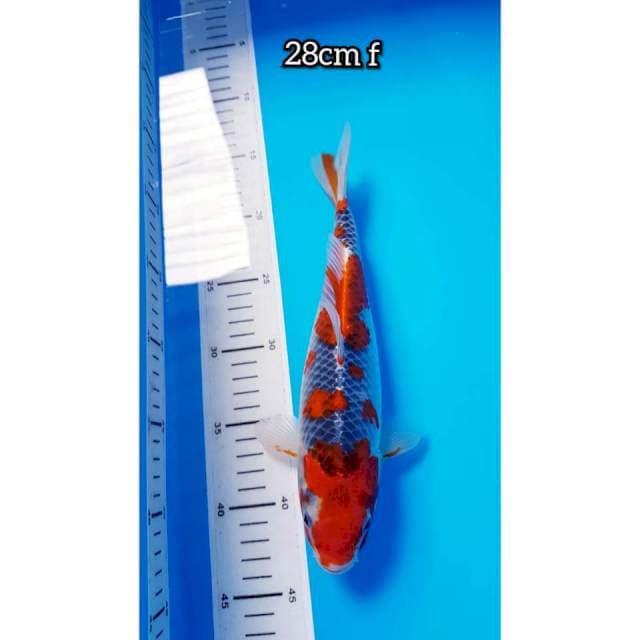 GOSHIKI 28cm FEMALE