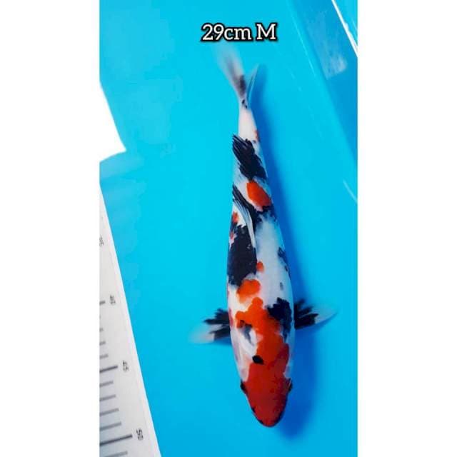 SHOWA 29cm JANTAN
