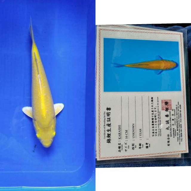 Karashi marusei
