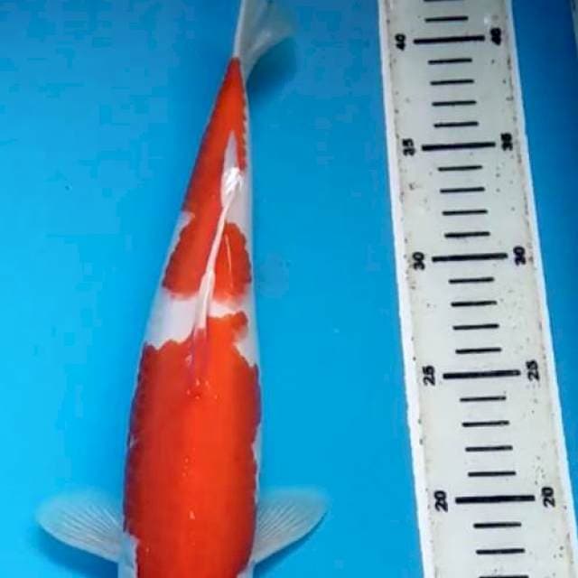 Kohaku