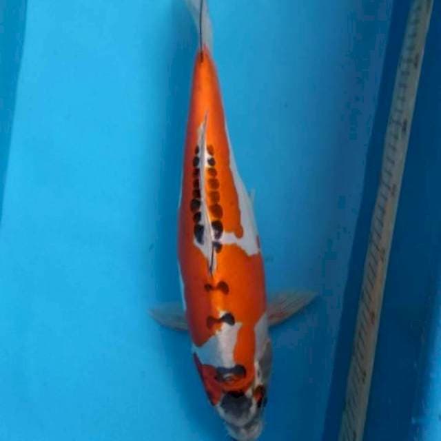 Kiko
