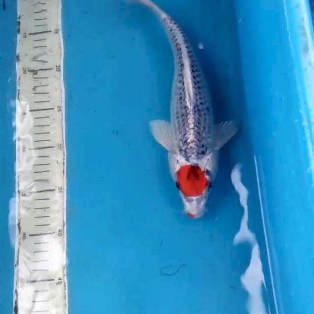 Tancho 31cm