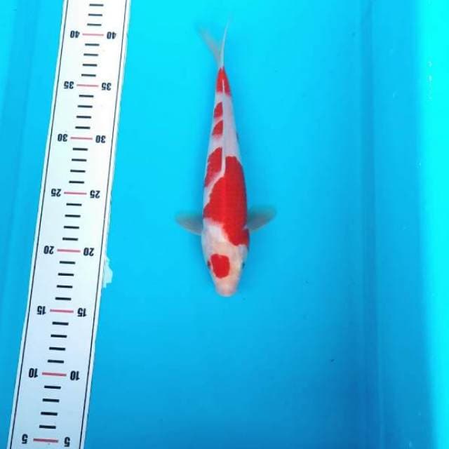 Pattern kohaku