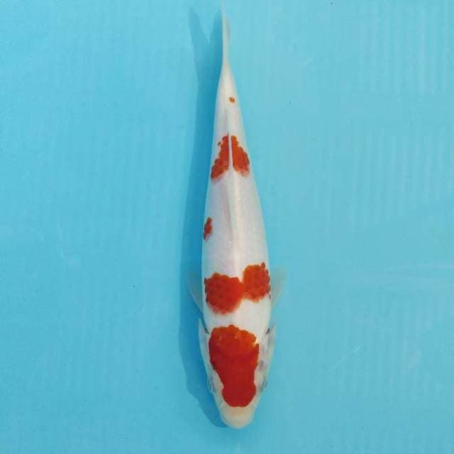 KOHAKU