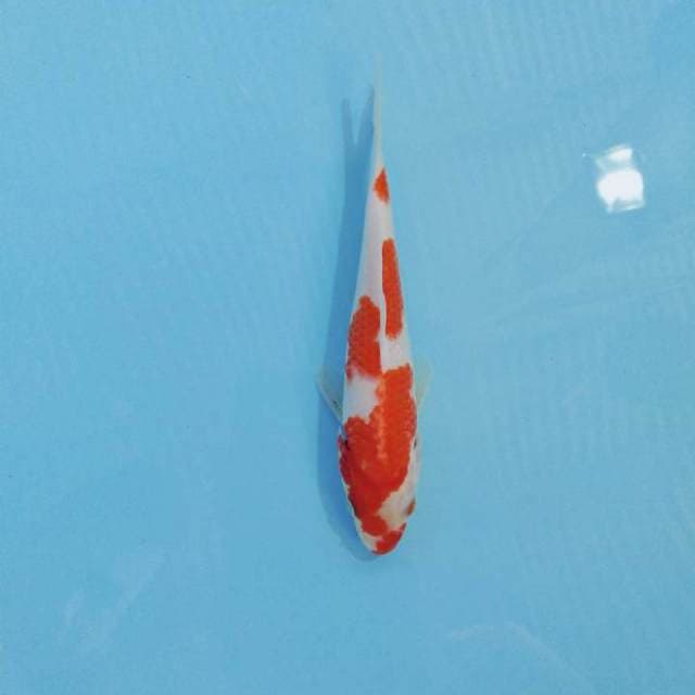Kohaku Original
