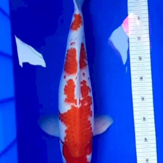 Kohaku, red strong.
