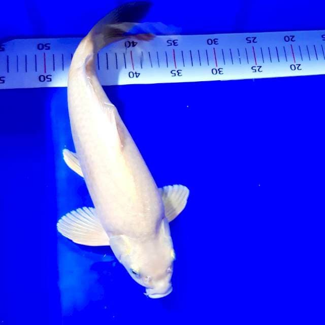 Karashi bulky 37 cm