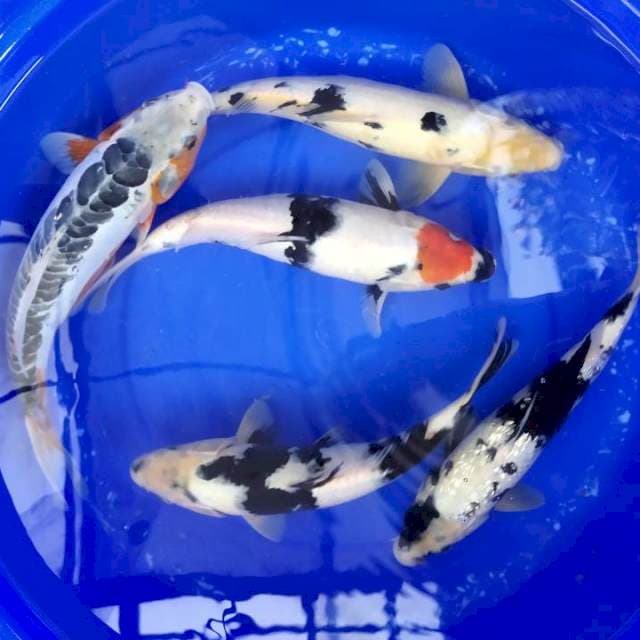 Mix koi 32-35cm