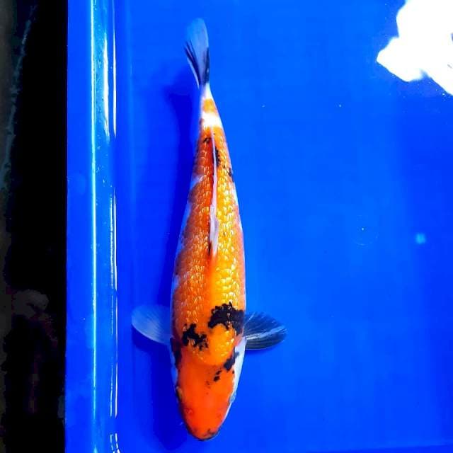 Sanke gindrin bulky 35cm