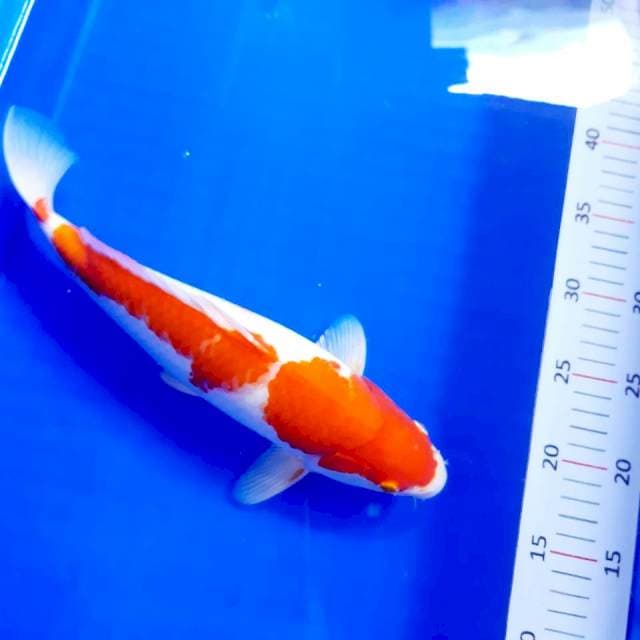 Kohaku strong 35cm