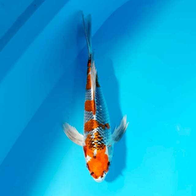 Sleyer kujaku 35cm