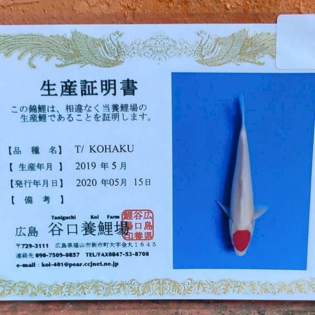 Tancho kohaku import josss