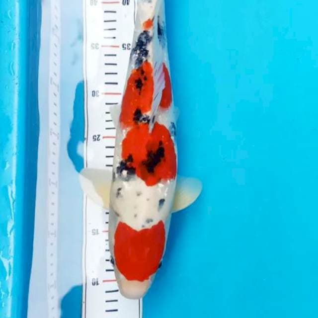 Sanke Maruten 40cm