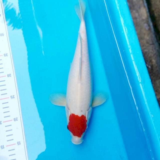 Tancho Kohaku Original