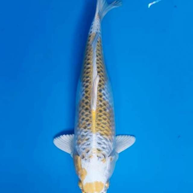Hariwake betina 30cm