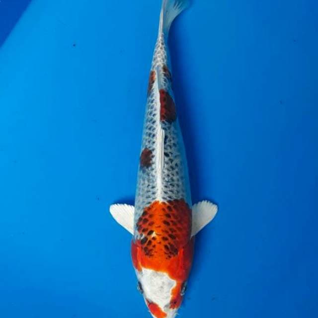 Kujaku betina 30cm
