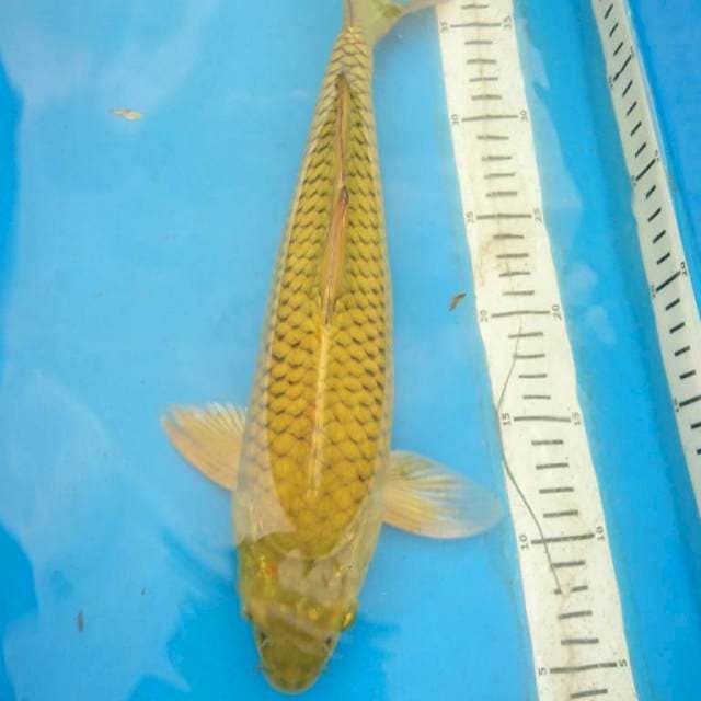PENJINAK KOLAM BODY BULKY 35 cm