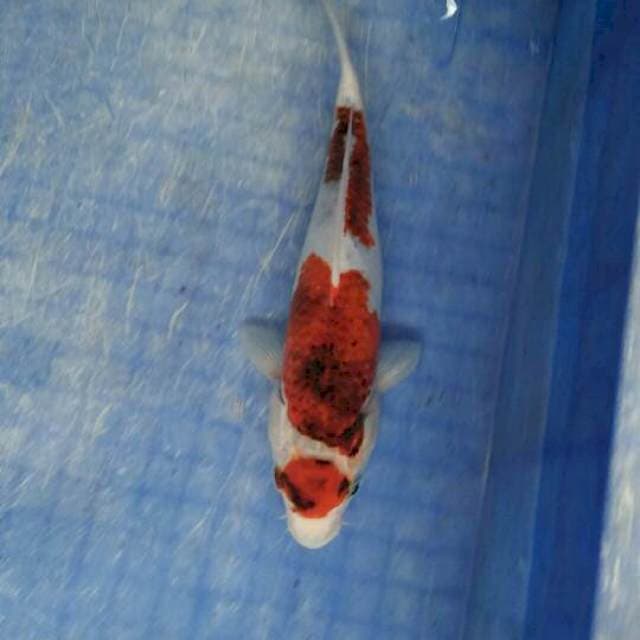 maroten goromo 23cm