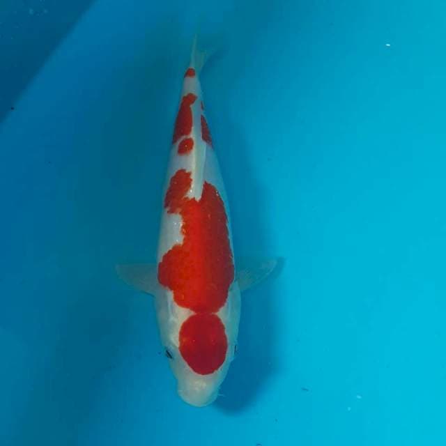 Kohaku 25cm