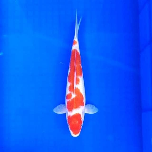 29cm. Kohaku