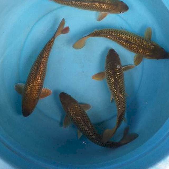 Mix caghoi midhori ginrin body munuk