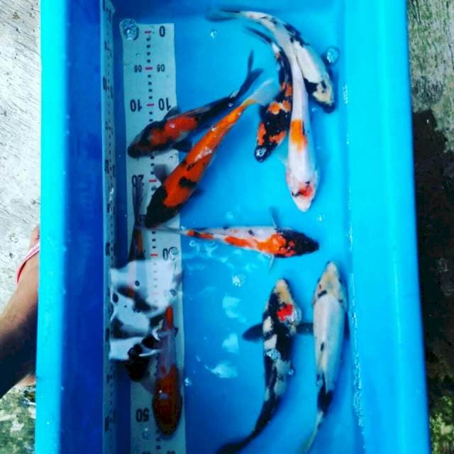 Mix 3 size 22cm 10ekor