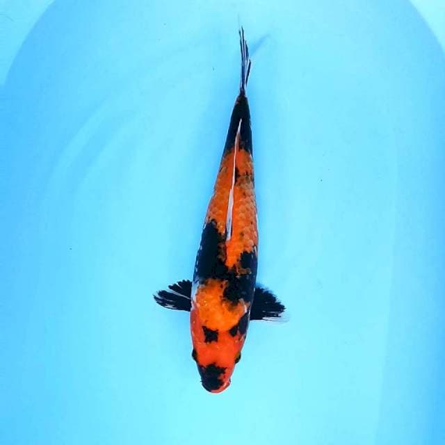 40cm. Showa